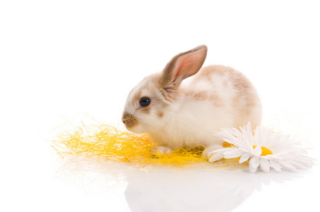兔子坐在草与黄色雏菊