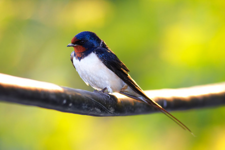 关于燕子手抄报图片