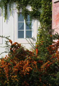 老房子的门面, 有丰富的绿色植物。白色墙壁上的一个窗口