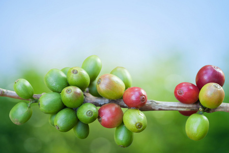 咖啡树与成熟的莓果农场