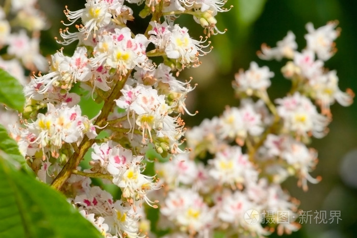 春天开花栗子花