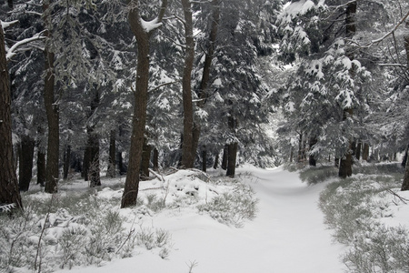 在波兰语山雪域景观