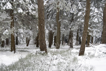 在波兰语山雪域景观