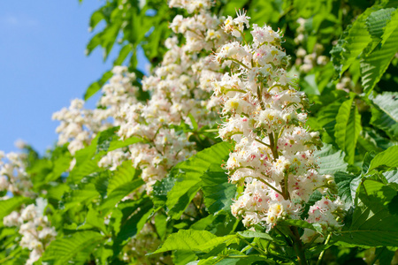 春天开花栗子花