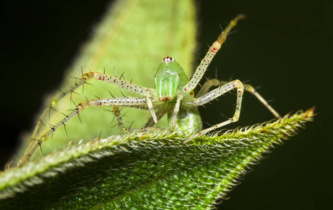 在伯利兹的夜晚, 一只绿山猫蜘蛛 Peucetia 草绿色 在树叶上