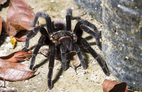 一只墨西哥红臀狼蛛 Brachypelma albiceps 在伯利兹夜间漫步在森林地板上