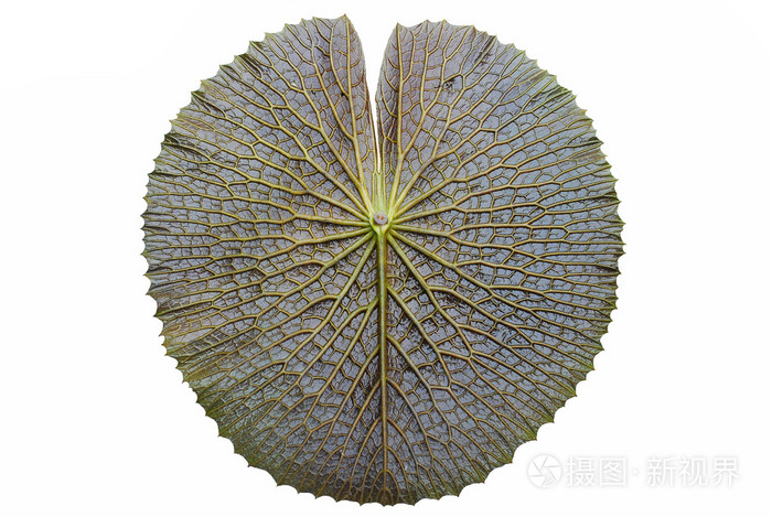 维多利亚荷叶的纹理