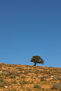 在毛里塔尼亚沙漠中的单个树
