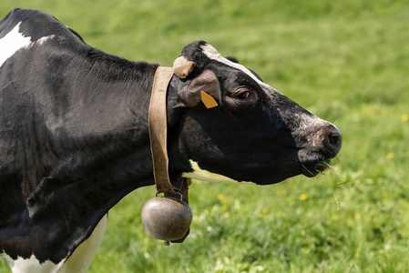 纪念品牛铃图片