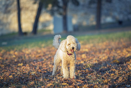 一个可爱的迷你贵宾犬, 在公园的日落