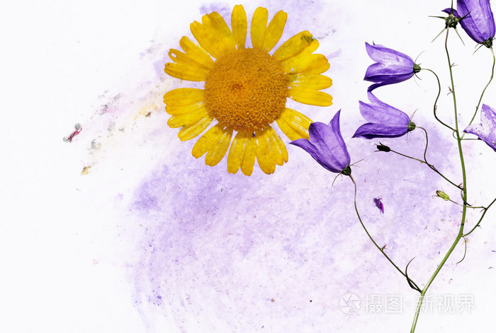 土黄色背景图像与花卉元素。有用的设计元素
