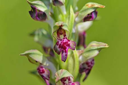 Anacamptis, 克里特岛, 希腊