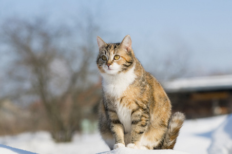 在冬季时间寻找猎物的黄色虎斑猫