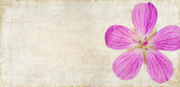 土黄色背景图像与花卉元素