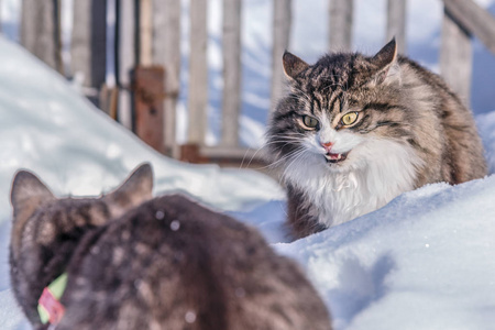 两只猫在雪街打架