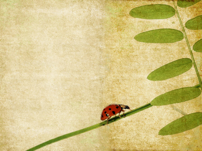 可爱背景图像与瓢虫和花卉的元素。有用的设计元素