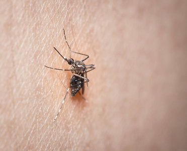 黑淡色蚊子吸血在人体皮肤上的研究