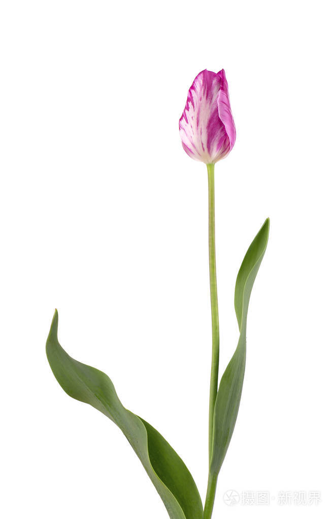 粉红色的郁金香花,白色背景上孤立