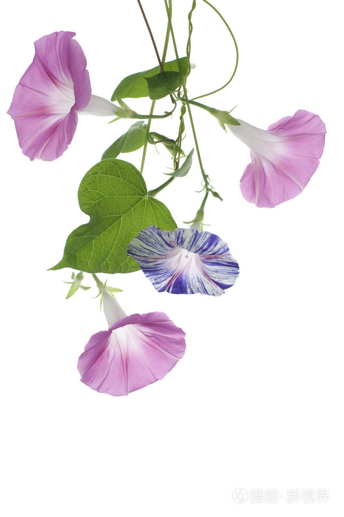 牵牛花