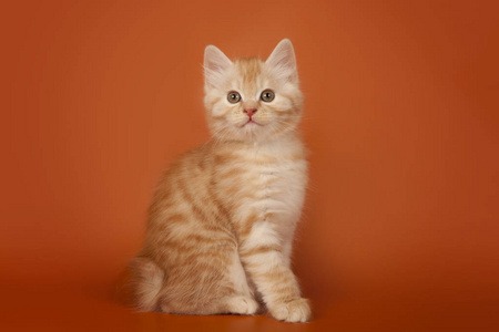橙色背景可爱的小奶油猫照片