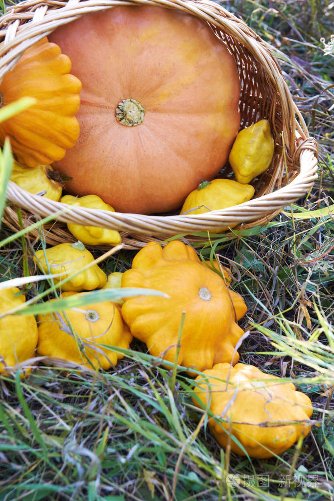 篮子南瓜蔬菜在空地上秋天静物