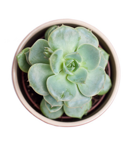 echeveria 植物隔离在白色