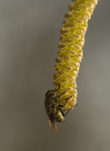 榛花摄影图 榛花图片大全 榛花照片 摄图新视界 榛花摄影图 榛花图片大全 榛花照片 摄图新视界