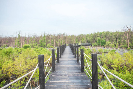 旅游背景美丽的自然木桥在森林与