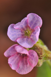 pulmonaria 暗箱