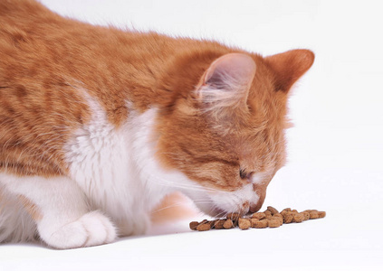 猫吃干的食物