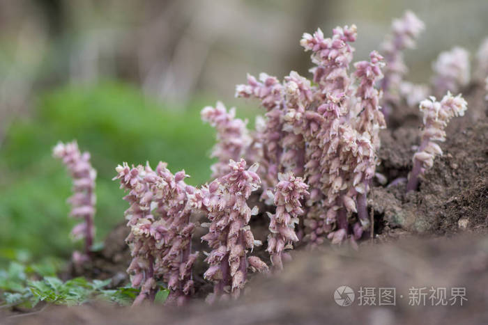 Toothwort 齿芥芥 寄生植物花