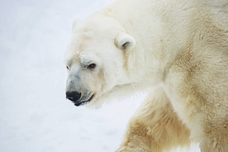 北极熊。北极熊是北极的典型居民。北极熊是所有捕食群体中最大的代表。
