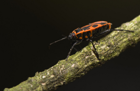 pyrrhocoris 翅大头粪金龟