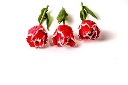 三朵红色郁金香的花朵躺在白色的背景上