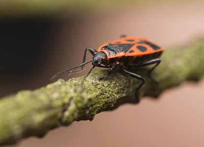 pyrrhocoris 翅大头粪金龟