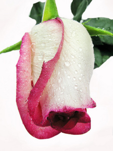 白色和粉色玫瑰水滴