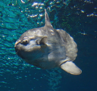 翻车鱼图片-翻车鱼素材-翻车鱼插画-摄图新视界