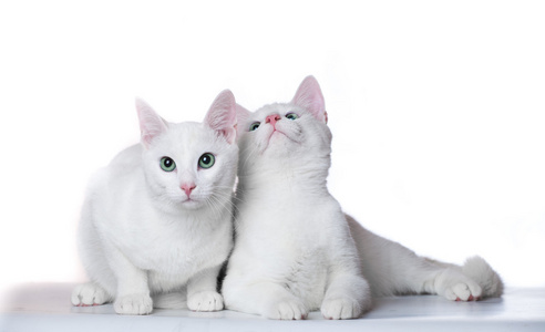 两个白色的小猫好奇地打量着检查的东西照片