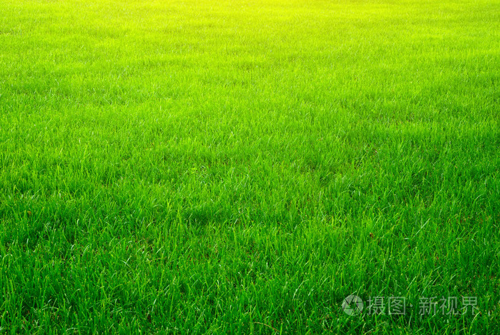 绿草背景照片 正版商用图片04ed0c 摄图新视界