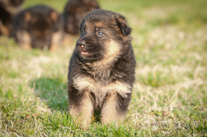 德国牧羊犬幼犬