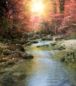 在秋天的森林中河
