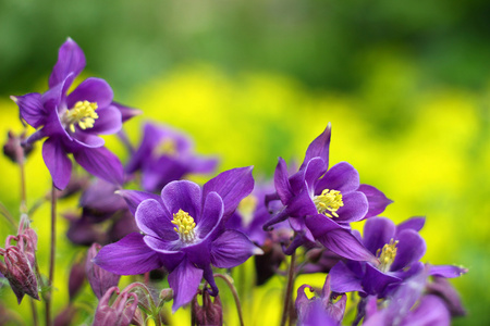 紫色的花在绿色背景