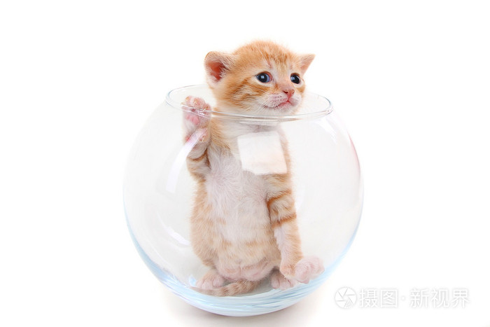 在一个玻璃花瓶小纯种猫照片 正版商用图片04eexo 摄图新视界