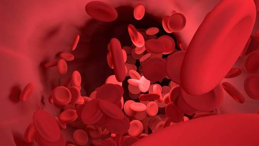 人体血管内的红细胞。科学图表为教育局