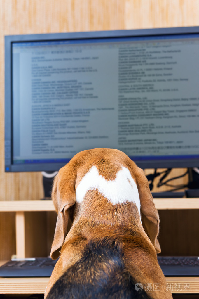 坐在电脑前的狗