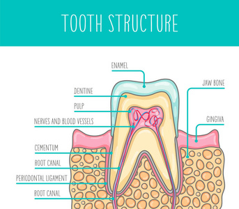 健康人牙结构的向量例证。插图适用于牙科海报传单等。