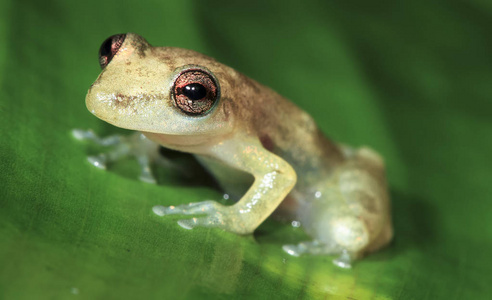 伯利兹夜间香蕉叶上的斯托弗 treefrog Scinax staufferi