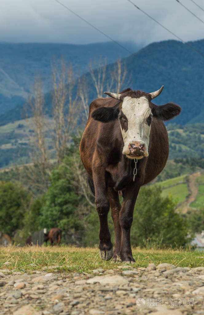 一头牛在擦伤的草地上