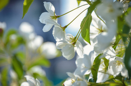美丽的白色樱花在阳光明媚的春天花园里绽放