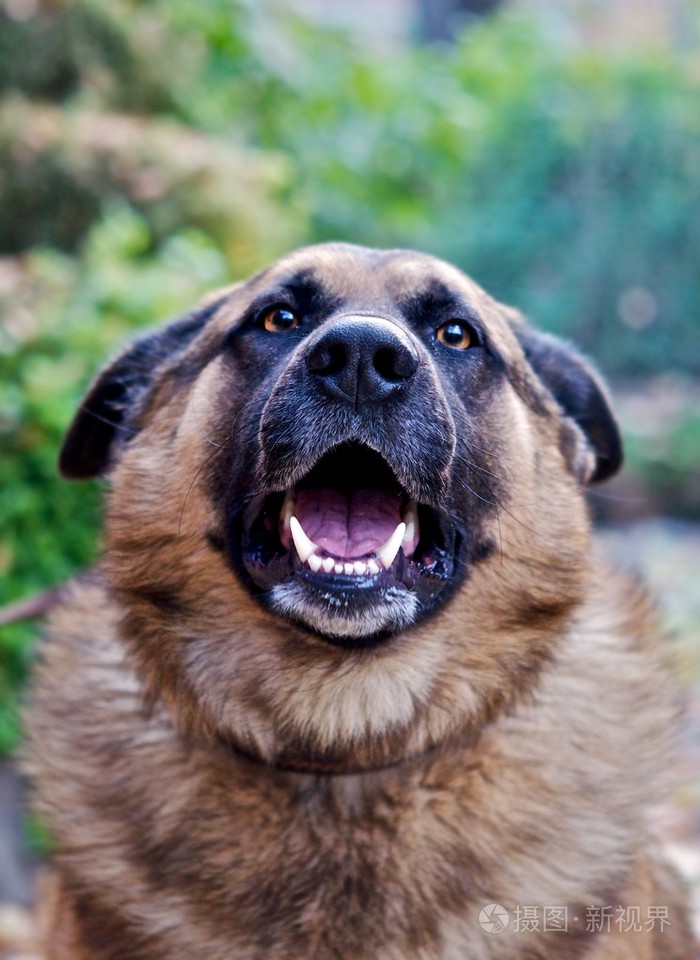 一只狗在预期中